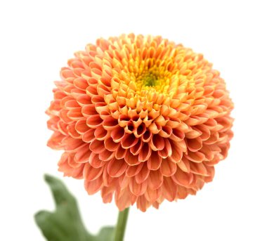 Bakır renkli ponpon kasımpatı. Beyaz arkaplanda izole edilmiş tek bir çiçek. 