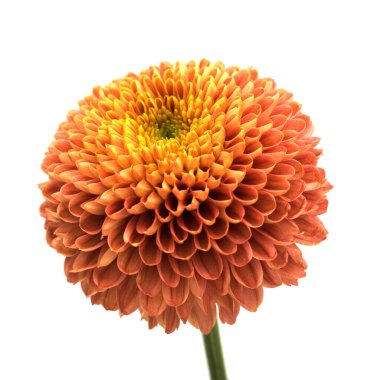 Bakır renkli ponpon kasımpatı. Beyaz arkaplanda izole edilmiş tek bir çiçek. 