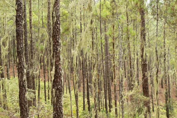 Gran Canaria, natuurpark Tamadaba — Stockfoto