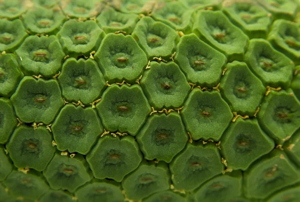 Monstera fruit — Stock Photo, Image