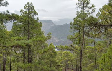Gran Canaria, Tamadaba doğa parkı görünümünden