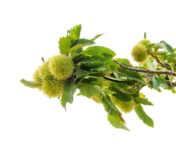 Ripening sweet chestnuts — Stock Photo, Image