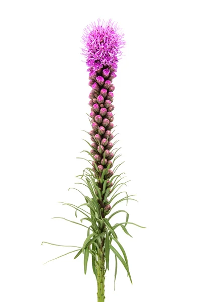 Liatris, glühender Stern — Stockfoto