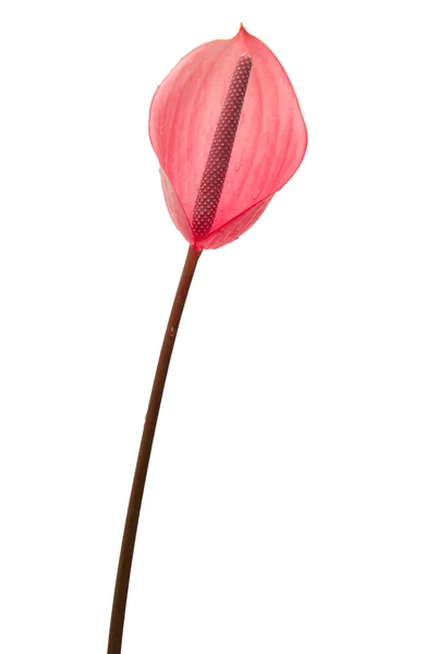 Anthurium — Stock Photo, Image