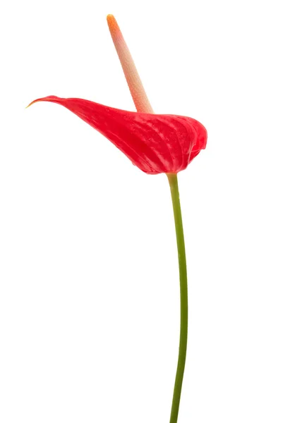 Anthurium — Stockfoto