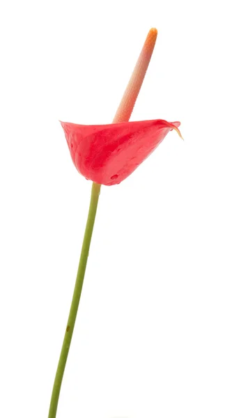 Anthurium — Stockfoto