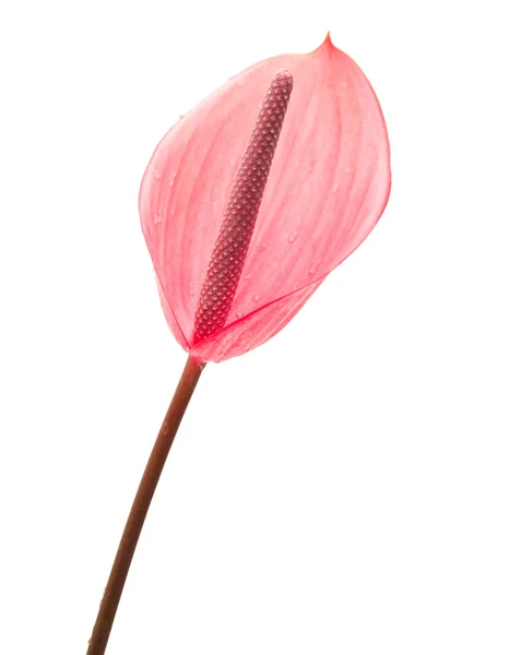 Anthurium — Stock Photo, Image