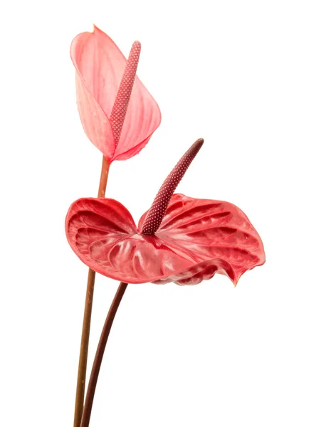 Anthurium — Stockfoto