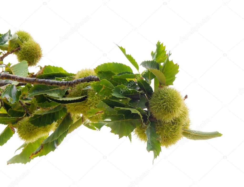 ripening sweet chestnuts
