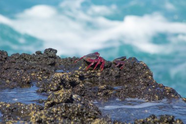Atlantik Rock yengeçler Grapsus adscensionis ıslak kayaların üzerinde