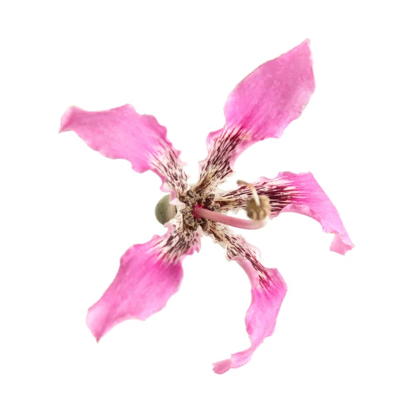 Filo interdentale di seta fiore — Foto Stock