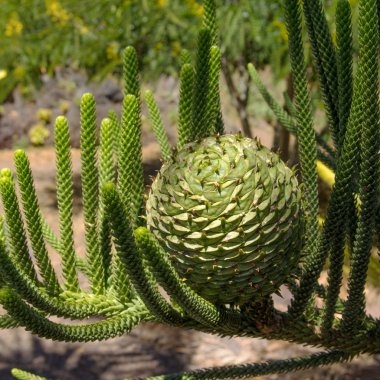 Araucaria heterophylla konisi