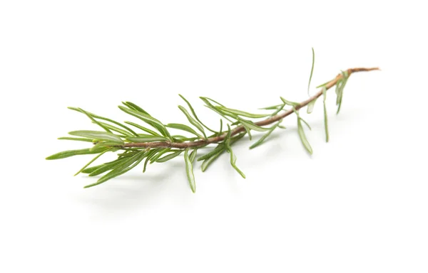 Rosemary — Stock Photo, Image