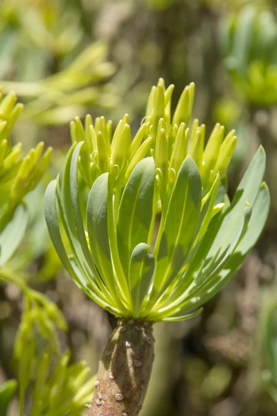 Kleinia neriifolia — Zdjęcie stockowe