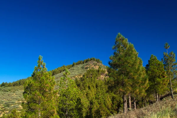 Gran Canaria, Caldera de Tejeda, kanárskými borovicemi — Stock fotografie