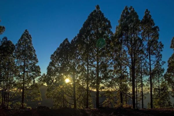 Gran Canaria, setting sun visible through Canarian Pine trees — Stock Photo, Image