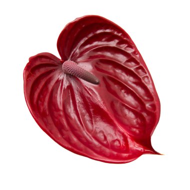 koyu kırmızı antoryum