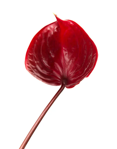 Mörk röd anthurium — Stockfoto