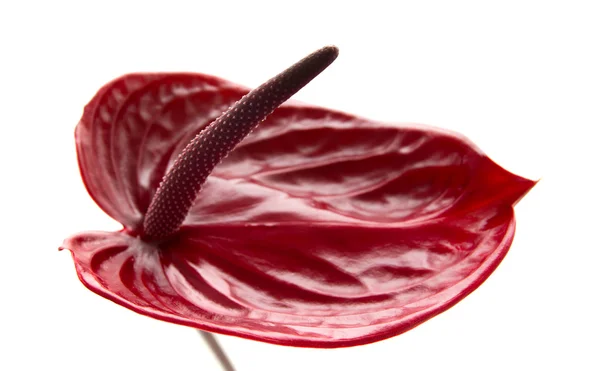 Dark red  anthurium — Stock Photo, Image