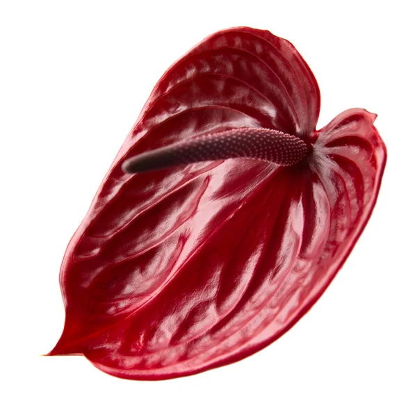 Dark red  anthurium — Stock Photo, Image