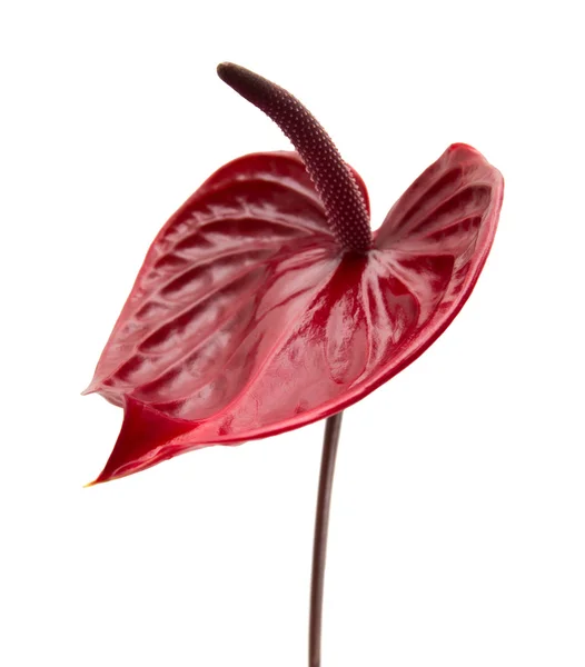Dark red  anthurium — Stock Photo, Image