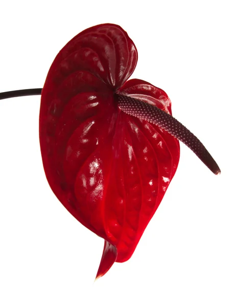 Dark red  anthurium — Stock Photo, Image