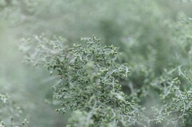 Gran Canaria 'dan Flora - Artemisia ramosa, dallanmış pelin otu, Gran Canaria ve Tenerife' ye özgü doğal arka plan