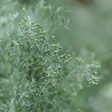 Gran Canaria 'dan Flora - Artemisia ramosa, dallanmış pelin otu, Gran Canaria ve Tenerife' ye özgü doğal arka plan
