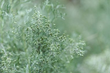 Gran Canaria 'dan Flora - Artemisia ramosa, dallanmış pelin otu, Gran Canaria ve Tenerife' ye özgü doğal arka plan