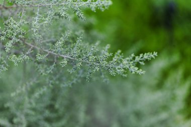 Gran Canaria 'dan Flora - Artemisia ramosa, dallanmış pelin otu, Gran Canaria ve Tenerife' ye özgü doğal arka plan