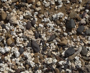 Büyük Kanarya, Las Palmas de Gran Canaria 'nın kıyısındaki El Confital plajı, küçük çakıl taşları, deniz kabukları ve mercan görünümlü Rhodolith alglerinin karışımı.