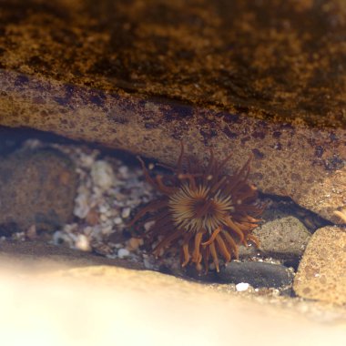 Gran Canaria 'nın Hayvanı - Anemonia melanaster, Dark Star Anemone, bir kaya havuzunda