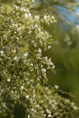 flora of Gran Canaria - Retama rhodorhizoides, broom species endemic to Canary Islands