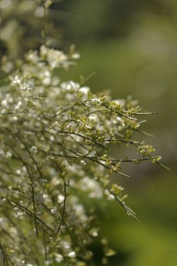 flora of Gran Canaria - Retama rhodorhizoides, broom species endemic to Canary Islands