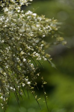 flora of Gran Canaria - Retama rhodorhizoides, broom species endemic to Canary Islands