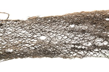 Gran Canaria 'dan Flora - Opuntia' nın kurumuş iç kısmı, dikenli armut, Kanarya Adaları 'ndaki istilacı bitki