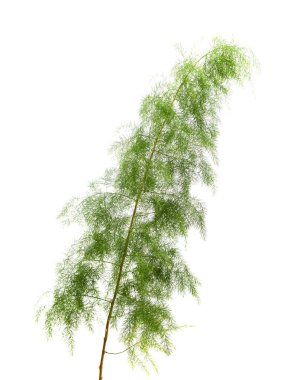 Gran Canaria 'dan Flora - Kuşkonmaz scoparius beyaz üzerine izole edildi