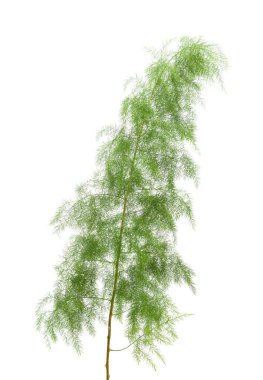 Gran Canaria 'dan Flora - Kuşkonmaz scoparius beyaz üzerine izole edildi