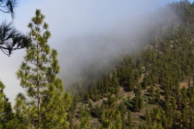 Gran Canaria 'lı Flora - Pinus kanarya, ateşe dayanıklı kanarya çamı, ince ağaçlarla kaplı dağ yamacı, sis