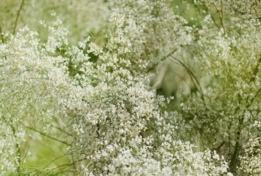 flora of Gran Canaria - Retama rhodorhizoides, broom species endemic to Canary Islands