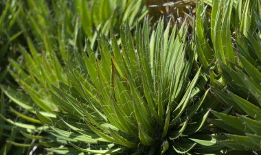 Agave filifera namı diğer iplik çekici yapraklar doğal makro çiçek arkaplanı