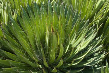 Agave filifera namı diğer iplik çekici yapraklar doğal makro çiçek arkaplanı