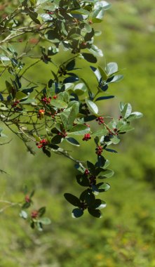 Gran Canaria 'dan Flora - Ilex canariensis, küçük sol kutsal doğal makro çiçekli arka plan