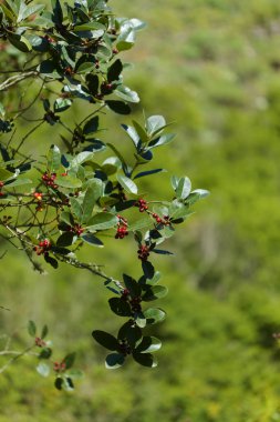 Gran Canaria 'dan Flora - Ilex canariensis, küçük sol kutsal doğal makro çiçekli arka plan