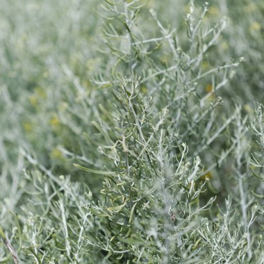 Gran Canaria 'dan Flora - Şizogyne sericea, yerel olarak Macaronezya' ya özgü salado blanco endemic, doğal makro çiçekli arka plan