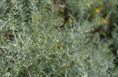 Gran Canaria 'dan Flora - Şizogyne sericea, yerel olarak Macaronezya' ya özgü salado blanco endemic, doğal makro çiçekli arka plan