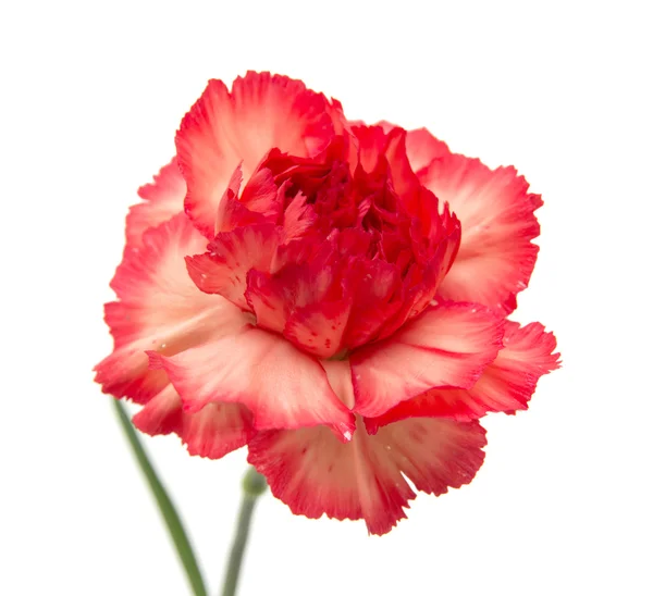 Variegated carnation isolated — Stock Photo, Image