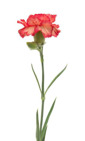 variegated carnation isolated