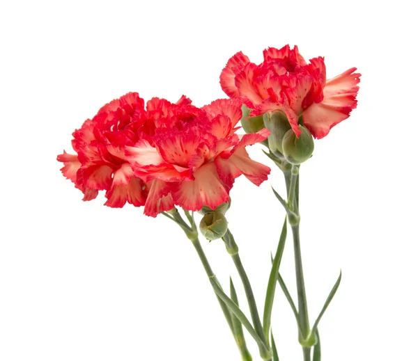 Variegated carnation isolated — Stock Photo, Image