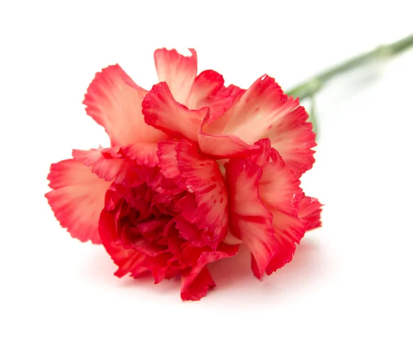 Variegated carnation isolated — Stock Photo, Image